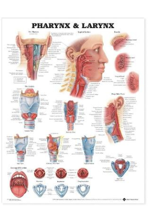 Pharynx and Larynx Anatomical Chart