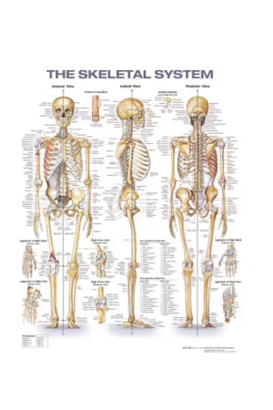 The Skeletal System Anatomical Chart