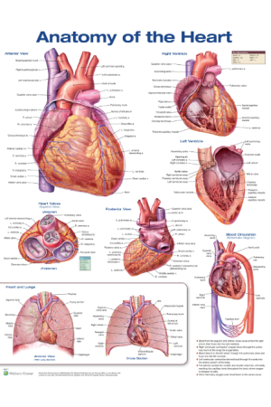 Anatomy of the Heart Anatomical Chart