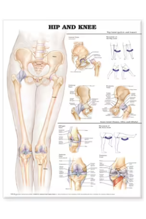 Hip and Knee Anatomical Chart