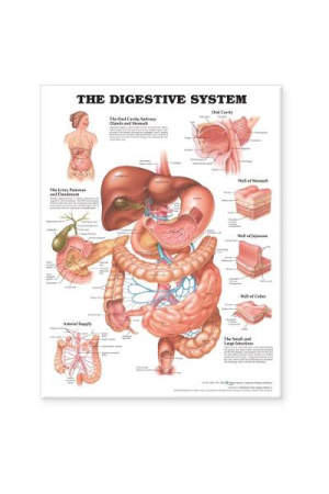 The Digestive System Anatomical Chart