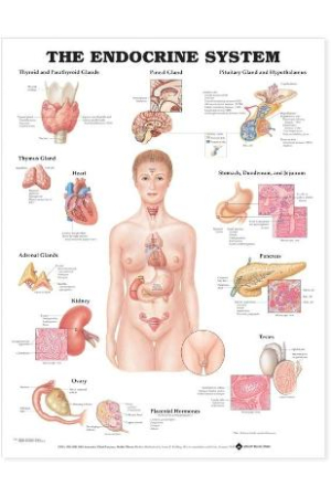 The Endocrine System Anatomical Chart