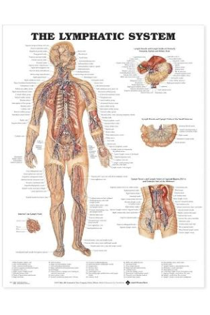 The Lymphatic System Anatomical Chart