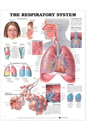 The Respiratory System Anatomical Chart