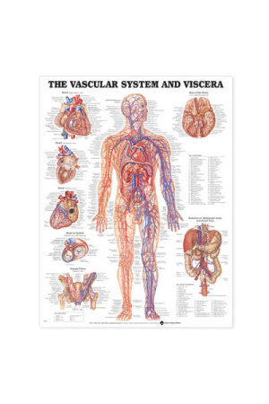 The Vascular System and Viscera Anatomical Chart