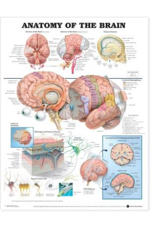 Anatomy of the Brain Anatomical Chart Paper Unmounted