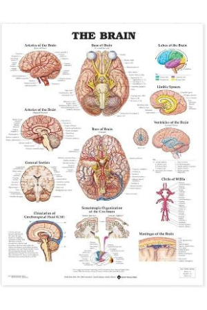 The Brain Anatomical Chart