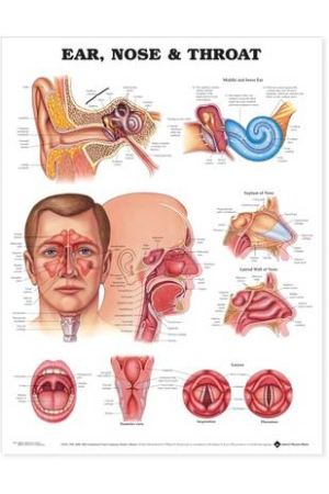Ear, Nose and Throat Anatomical Chart