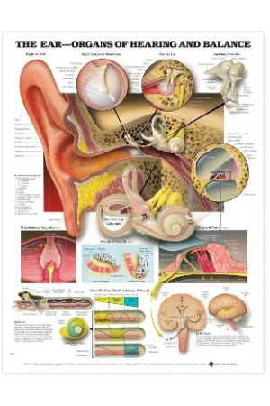 The Ear: Organs of Hearing and Balance Anatomical Chart