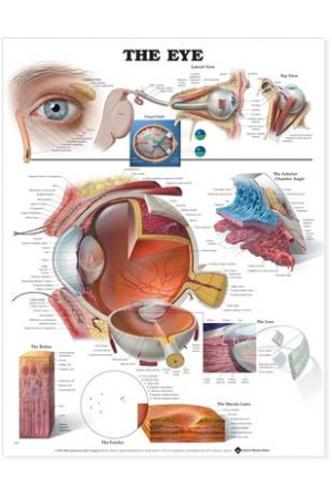 The Eye Anatomical Chart 