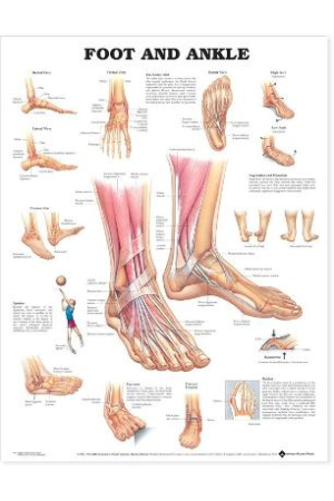 Foot & Ankle Anatomical Chart