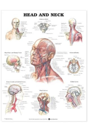 Head and Neck Anatomical Chart