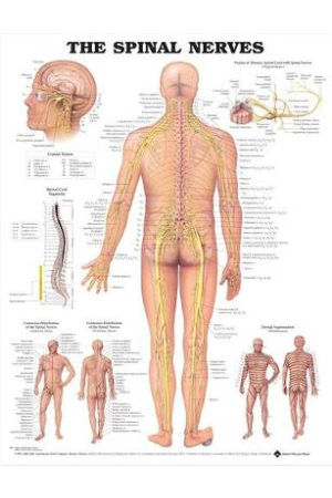 The Spinal Nerves Anatomical Chart