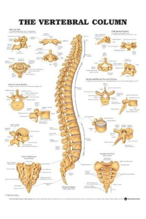The Vertebral Column Anatomical Chart