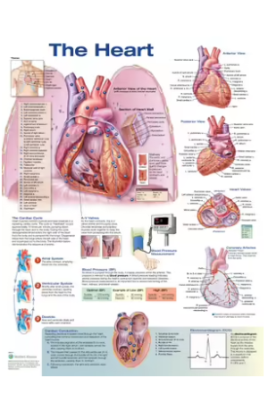 The Heart Anatomical Chart