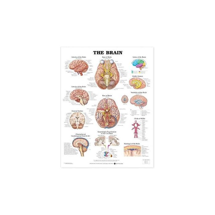 Unishop | The Brain Anatomical Chart