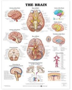 The Brain Anatomical Chart