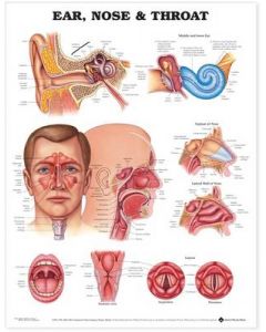 Ear, Nose and Throat Anatomical Chart