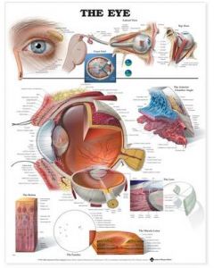The Eye Anatomical Chart 