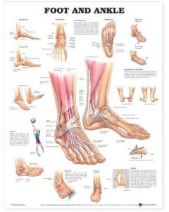 Foot & Ankle Anatomical Chart